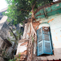 A large tree entwines its roots around the facade of an old Indian building. The structure has weathered blue shutters and peeling paint. Below, a red sign displays partial white letters. The scene captures a blend of nature and urban decay, with lush green leaves above.