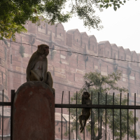 Two monkeys are perched on a metal fence in front of a historic red sandstone fort in India, with large crenelated walls. One monkey sits atop a concrete pillar, while the other hangs onto the fence bars. Trees frame the image, and the scene is bathed in soft daylight.