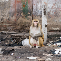 A monkey sits on the ground in an urban area in India, surrounded by scattered trash. Its arms are crossed as it gazes toward the camera. The backdrop features a weathered, multicolored concrete wall with peeling paint, highlighting the stark contrast between nature and human impact on the environment.