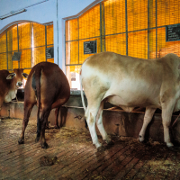 Three cows stand in a well-lit barn against a backdrop of orange-tinted windows reminiscent of an Indian sunset. The cows, each with different shades of brown, are aligned side by side, facing away from a brick floor. The barn has a clean, orderly appearance, with feeding troughs along the wall.