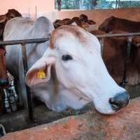 A group of cows, reminiscent of those often seen in India, gathers calmly in a pen. Mostly brown, one distinctive white cow stands in the foreground with a yellow tag numbered "364" on its ear. The pen's metal bars frame them against a peach-colored wall and lush trees.