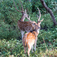 Two spotted deer with prominent antlers stand in a lush forest clearing. The deer in the foreground glances back, while the other faces away, partially obscured by foliage. This scene, reminiscent of India's verdant landscapes, is densely covered with green vegetation and interspersed with branches and small trees.