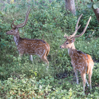 Two spotted deer with large, branched antlers stand in a lush, green forest in India. Their light brown coats covered with white spots blend seamlessly into the surrounding foliage. Trees with thick trunks and leafy branches frame the scene, highlighting the deer's natural habitat.