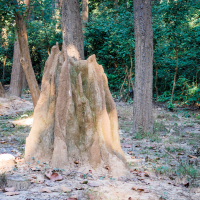 In a serene Indian forest, several large termite mounds emerge in the foreground. These earthy formations are surrounded by trees with lush green foliage. Sunlight filters through, casting dappled shadows on the ground strewn with scattered leaves and branches.