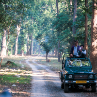 A green jeep drives along a dirt path through a dense Indian forest with tall trees. Three people stand in the open roof of the vehicle, enjoying the view. Sunlight filters through the leaves, creating a serene atmosphere. The jeep's license plate reads "UK16TA0836.