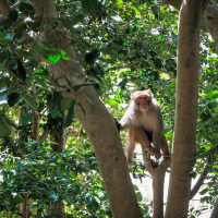 A monkey sits on a branch among lush green leaves in a dense tree canopy, reminiscent of the vibrant forests of India. Sunlight filters through the foliage, casting dappled shadows as its tail hangs down, blending seamlessly with the rich greenery.