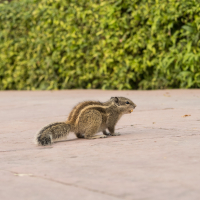 A small squirrel with a bushy tail and three distinctive white stripes along its brown fur back is perched on a paved surface. A lush green hedge is visible in the background, providing a natural contrast to the squirrel and the ground it is on, reminiscent of scenes from India.