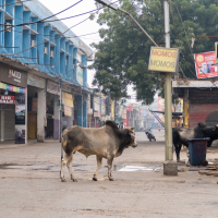 A street scene in an urban area of India shows two cows standing near a trash can. The street is lined with various shops and buildings, including one with a sign reading "MOMOS." The area appears quiet with no pedestrians, and there are visible power lines overhead.