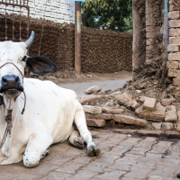 A white cow with black ears and horns is lying on a cobblestone street next to a brick wall and a gnarled tree in India. The cow is tethered with a rope around its neck. The backdrop features another brick wall and a metal gate, with a dirt pathway leading into the distance.