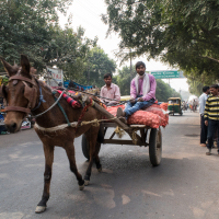 A man in a purple shirt and another in a pink shirt ride a horse-drawn cart loaded with goods, including bags of red produce, on a busy street in India with outdoor shops displaying shoes and jackets. Pedestrians and other vehicles can be seen in the background under a green signage indicating directions.