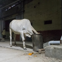 A white cow is seen digging its head into a metal garbage bin on a dimly lit street with an industrial backdrop, typical of night in India. The surrounding area shows debris and scattered trash, with a person standing in the background, capturing the chaos of low light conditions.