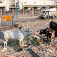 Three cows forage through a pile of discarded waste by a roadside in India. One cow is white with a crow perched on its back, while the other two are black and brown. Behind them, there are walls with green doors and windows, and parked vehicles on the road. Orange clothes hang on a brick wall.