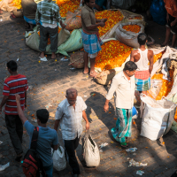 A bustling flower market scene in India with vendors and buyers engaged in various activities. Large sacks and baskets filled with vibrant orange and yellow marigold flowers are spread around. People are wearing casual clothes, and the ground is covered in petals. Sunlight casts shadows on the cobblestone pavement.