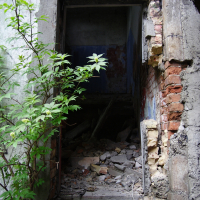 An Iļģuciems doorway in an old building with a plant growing out of it.