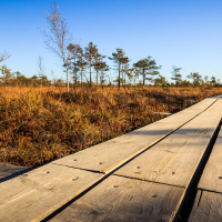 A wooden boardwalk stretches into the distance, surrounded by tall grass and scattered trees. The landscape is illuminated by bright sunlight under a clear blue sky. The perspective is low, with the boardwalk leading through the calm, natural setting of the Great Ķemeri Bog.
