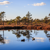 A tranquil pond in Lielais Ķemeru tīrelis reflects the clear blue sky and surrounding trees. Two ducks swim near the center, creating gentle ripples in the water. The landscape features sparse trees along the shore, with tall grass and shrubs, under a sky dotted with a few small clouds.