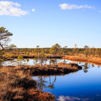 A serene landscape at Lielais Ķemeru tīrelis features a small, reflective body of water winding through a marshy area. Tall grasses and sparse trees line the water's edge. The sky above is clear with a few scattered white clouds, all bathed in warm sunlight, creating a peaceful, natural atmosphere perfect for Ķemeru tūrisms.