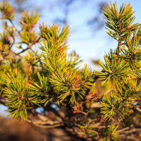 Close-up of a pine tree branch with vibrant green needles set against a clear blue sky in Lielais Ķemeru tīrelis. The image captures the sharp, pointed needles and the textured stems, with some brown accents showing new growth. The background is slightly blurred, highlighting the details of the branch.