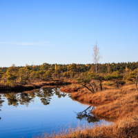 A serene landscape of Ķemeru tīrelis on a sunny day, with a clear blue sky above. Calm water reflects the surrounding trees and shrubs. The area is covered with brown grasses, and sparse, small trees are scattered around. A dense forest is visible in the distance under the cloudless sky.