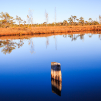 A serene lake within Lielais Ķemeru tīrelis reflects a clear blue sky and autumnal trees on its calm surface. A single weathered wooden post emerges from the water in the foreground. Golden-brown foliage lines the far side of the lake, enhancing the peaceful landscape. The vivid colors create a tranquil, picturesque scene.