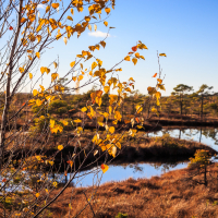 Autumn landscape with a tree in the foreground adorned with yellow leaves. In the background, the serene Lielais Ķemeru tīrelis marshland features small water ponds, brown grasses, and sparse trees under a clear blue sky. The bright lighting enhances the natural colors of this tranquil scene.