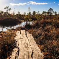 A weathered wooden boardwalk leads through a sunlit marsh landscape reminiscent of Lielais Ķemeru tīrelis. Surrounding vegetation includes tall grasses and scattered trees. A small pond reflects the blue sky and scattered clouds. The scene is calm with a mix of golden hues of autumn and the bright green of some plants.