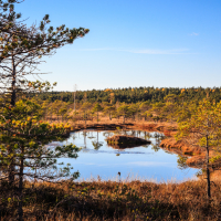 A serene wetland landscape under a clear blue sky at Lielais Ķemeru tīrelis. The scene features a small, reflective pond surrounded by tall grass and sparse trees with green foliage. In the background, a dense forest stretches across the horizon, displaying autumn's warm hues of brown and gold.