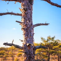 Close-up of a tree trunk with rough, textured bark and several protruding lateral branches. The bark is peeling and shows shades of brown and orange. In the background, there are blurred images of more trees typical of Lielais Ķemeru tīrelis and a clear blue sky, suggesting a natural, open environment on a sunny day.