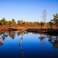 A tranquil landscape featuring a calm pond reflecting the clear blue sky and surrounding pine trees evokes the serene beauty of Lielais Ķemeru tīrelis. Autumnal foliage lines the water's edge, showing hues of orange and brown, while a bare, fallen tree trunk stretches across the pond, dividing the reflection on the water's surface.