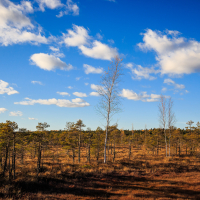 A vast, open landscape under a bright blue sky with scattered white clouds. The ground is covered in brown grass and low shrubs, accentuated by sparse, leafless tall trees and scattered small evergreens. In the distance, the horizon features a dense tree line typical of Ķemeru National Park's bog trail scenery.