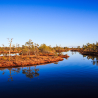 A serene wetland landscape under a clear, bright blue sky at Lielais Ķemeru tīrelis. The still water reflects the surrounding trees and orange-brown grasses, creating a mirror-like effect. Scattered small islands of vegetation stand amid the water. The scene is calm and tranquil, with no visible wildlife.