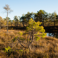 A serene marshland scene with scattered pine trees, some young and some mature, standing amid golden-brown grass. A reflective, still body of water is partially visible on the right. The sky is clear and blue, suggesting a calm, sunny day over the expansive landscape of Lielais Ķemeru tīrelis.