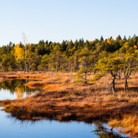 A serene landscape features a calm body of water reflecting the clear blue sky. Surrounding the water, a meadow with autumn-hued grasses and sparse trees extends towards the dense forest of Lielais Ķemeru tīrelis in the background. The trees show signs of changing seasons, with some leaves transitioning to yellow.