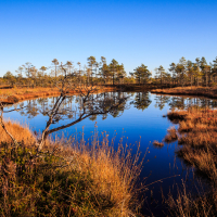 A serene landscape features a calm, reflective pond surrounded by tall grasses and sparse trees, reminiscent of Lielais Ķemeru tīrelis. The clear blue sky casts a warm, golden hue over the grass and water, reflecting the trees on the pond's surface. The scene exudes tranquility with its vibrant colors and undisturbed nature.