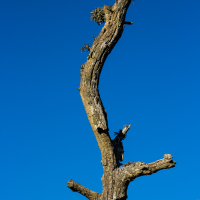 A solitary, weathered tree trunk stands against a vibrant blue sky in Ķemeri National Park. The trunk is tall and twisted, with several short, jagged branches protruding from it. The texture of the bark is rough, with patches of moss visible. In the top right corner, green foliage from another tree peeks through.