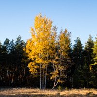 A sunlit cluster of autumn trees with golden yellow leaves stands in a field of dry grass. Surrounding the vibrant trees, darker evergreen trees create a dense forest backdrop under a clear blue sky. This serene scene is reminiscent of Lielais Ķemeru tīrelis, where bright foliage contrasts sharply with deep greens.