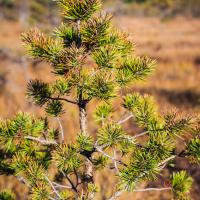 A small pine tree with vibrant green needles stands in the foreground of a natural landscape at Ķemeri National Park. The background features dry, golden grasses and a blurred tree line under a clear blue sky, indicating a sunny day.