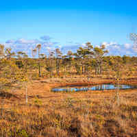 A serene bog landscape featuring scattered, thin pine trees and patches of dry, golden grass. A small, reflective pond sits at the heart of Lielais Ķemeru tīrelis, surrounded by earthy colors and a clear blue sky dotted with a few fluffy clouds in the background. The scene exudes tranquil, natural beauty.