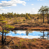 A serene wetland landscape with a small, clear pond reflecting the blue sky and scattered clouds. Sparse, small pine trees and grasses surround the water, with the vegetation displaying a mix of green and autumnal tones. The horizon shows an expansive, flat terrain under a bright, sunny sky in Lielais Ķemeru tīrelis.