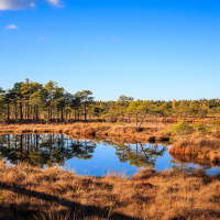 A serene scene of the Lielais Ķemeru tīrelis landscape under a bright blue sky, with sparse clouds. The clear, calm water in the foreground reflects the surrounding area, featuring dry, golden grass and scattered pine trees. The backdrop showcases a dense, green forest, enhancing the overall tranquility.