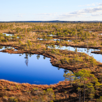 An aerial view of the serene Lielais Ķemeru tīrelis landscape features multiple still, blue water pools surrounded by patches of brown grasses and low-lying green shrubs. The sky is clear with a few clouds, enhancing the peaceful atmosphere. The horizon is dominated by a dense forest.
