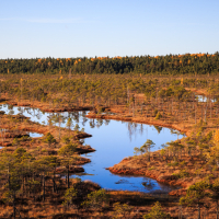 An aerial view of the serene Lielais Ķemeru tīrelis wetland landscape features a network of blue, reflective water channels winding through amber-colored vegetation and sparse trees. In the background, a dense forest of evergreens stretches out beneath a clear blue sky.