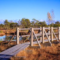 A wooden footbridge extends over the marshy landscape of Lielais Ķemeru tīrelis, surrounded by tall, golden grasses. The sky is bright blue, and a mix of evergreen and deciduous trees encircles the area. A single tree with autumnal leaves stands out, contrasting against the vibrant greenery and clear sky in the background.