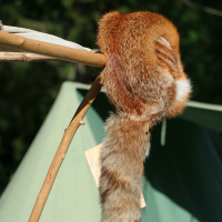 A red fox fur with a bushy tail is draped over a Y-shaped wooden branch supported by another stick, forming a simple structure. In the background, blurred green trees and part of a green triangular tent evoke the outdoor ambiance of Kilkim Žaibu 2011.
