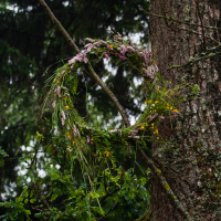 A rustic flower crown made of wildflowers, grasses, and sprigs of greenery is hanging from a branch protruding from a large tree trunk in a dense forest. The flowers in shades of purple, pink, and yellow contrast with the green backdrop of leaves and branches—reminiscent of the 2012 Kilkim Žaibu festival.