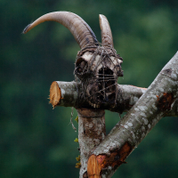 A goat skull with long, curved horns is placed atop a wooden stake. The skull is bound with twine, giving it a rustic and eerie appearance. The background is out of focus, featuring greenery that suggests a forest or wooded area. This scene evokes memories of the 2012 Kilkim Žaibu festival, adding to its mysterious and ominous feel.