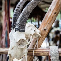 A weathered animal skull with dark, curved horns is mounted on a wooden framework. The background shows various blurred objects and a rustic setting reminiscent of the Kilkim Žaibu festival in 2015. A coarse, woven piece of fabric hangs from one of the wooden beams, adding to the natural, rustic atmosphere.