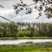 A serene lake sits under a cloudy sky, fringed by lush green reeds at the shore. Tall pine trees form a dense forest along the water's edge. Branches from trees in the foreground frame the image, adding depth and a sense of encapsulating the tranquil natural scene, reminiscent of a peaceful moment before Kilkim Žaibu festival 2015 came to life.