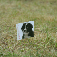 A small sign with a photo of a black and white puppy, dated 2011, is placed on a patch of grass. The sign features text written in red along the left side of the photo. The grass around the sign is slightly overgrown, with varying shades of green and some brown patches.