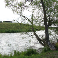A serene lakeside view in Liepāja with a lush green tree leaning slightly over the water, graffiti on a rock at the shore, and a grassy hill in the background under a cloudy